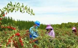 青海都蘭枸杞廢枝變生物質能源